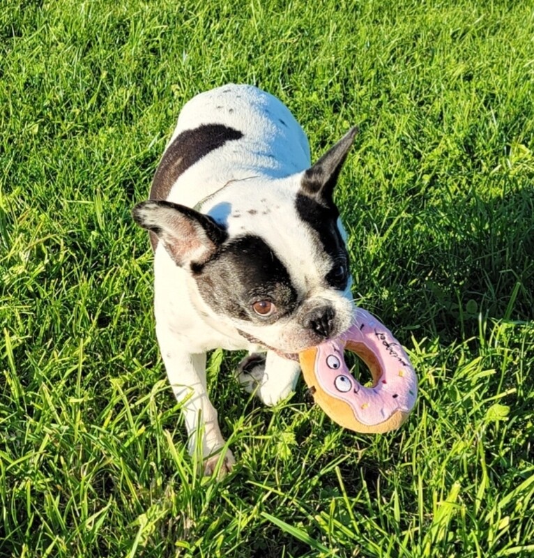 Donut
