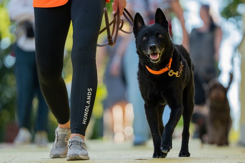 HUNDLANDS Trainingsleggins Fave