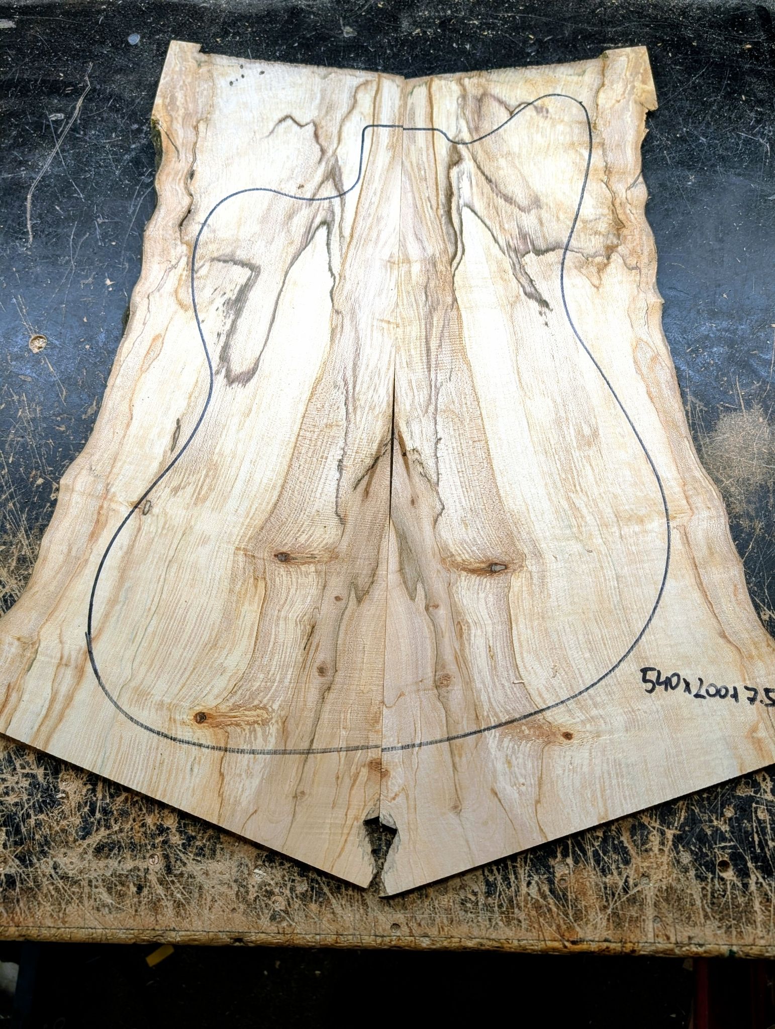 British Sycamore Drop Top 12563