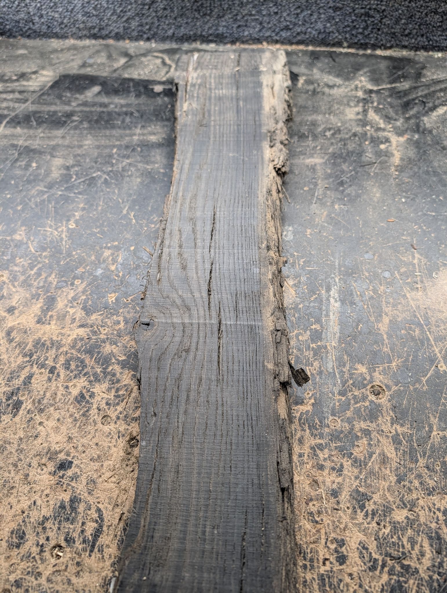 Ancient Bog Oak Piece 12651