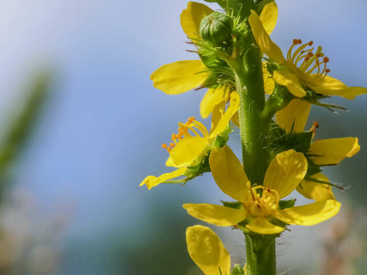 01 Agrimony