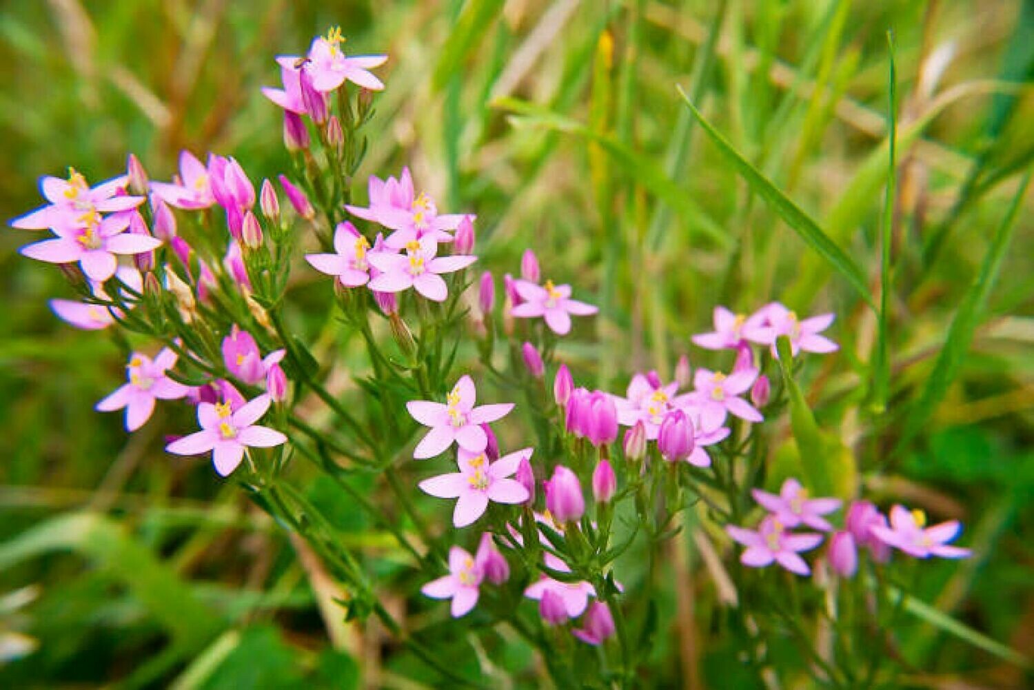 04 Centaury