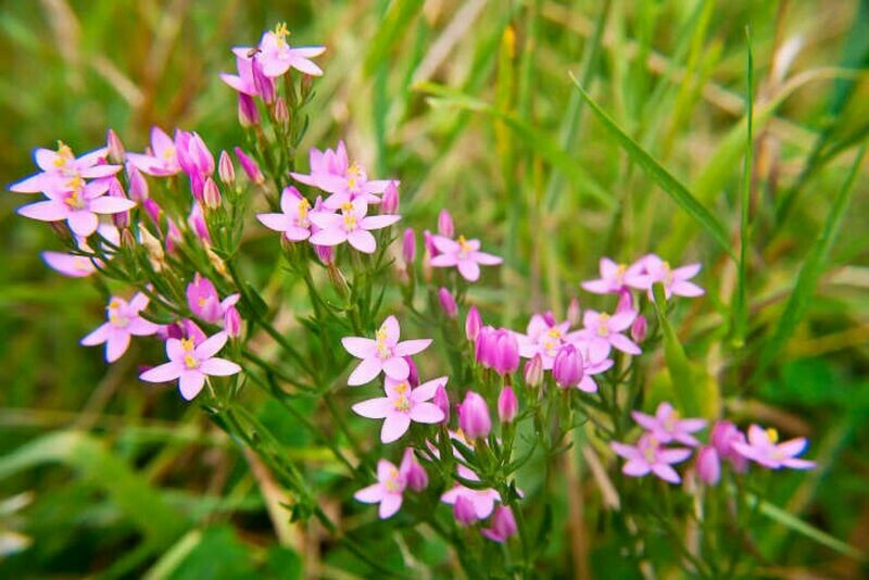 04 Centaury
