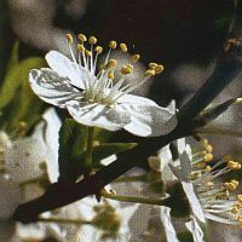06 Cherry Plum