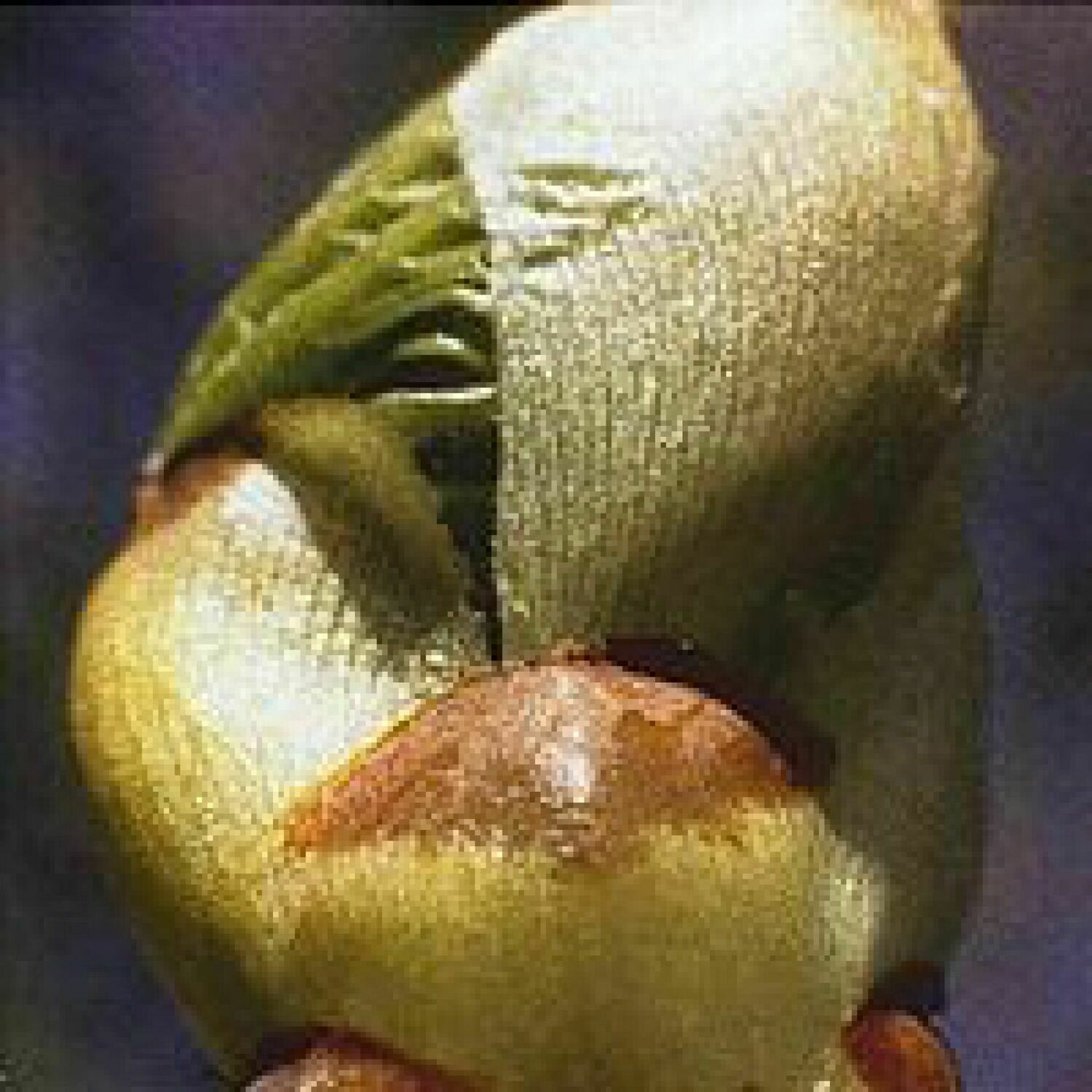 07 Chestnut Bud