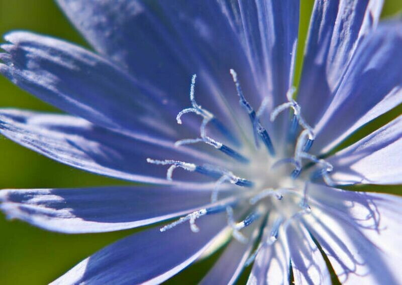 08 Chicory