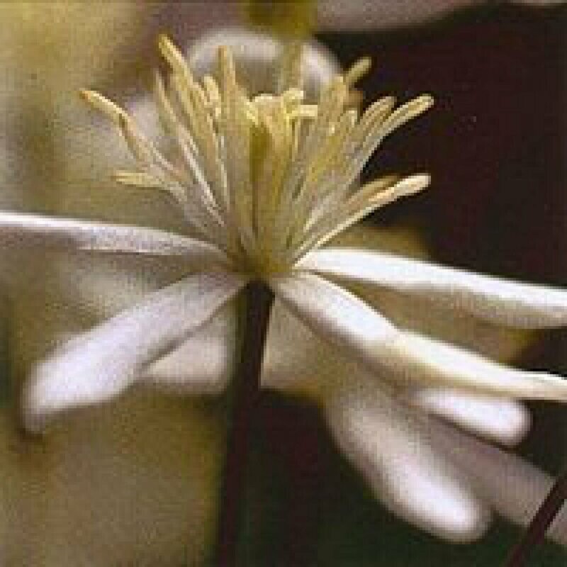 09 Clematis