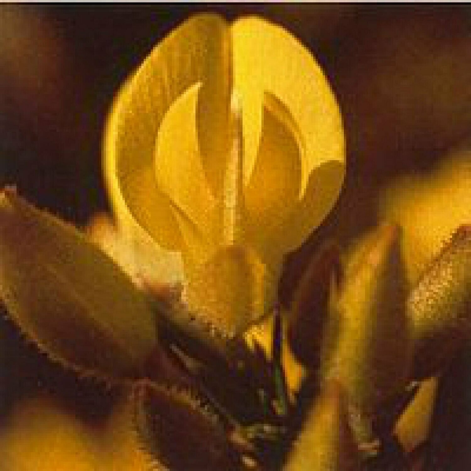 15 Gorse