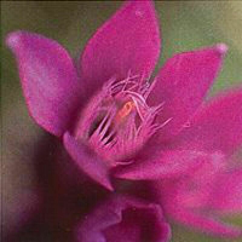 12 Gentian