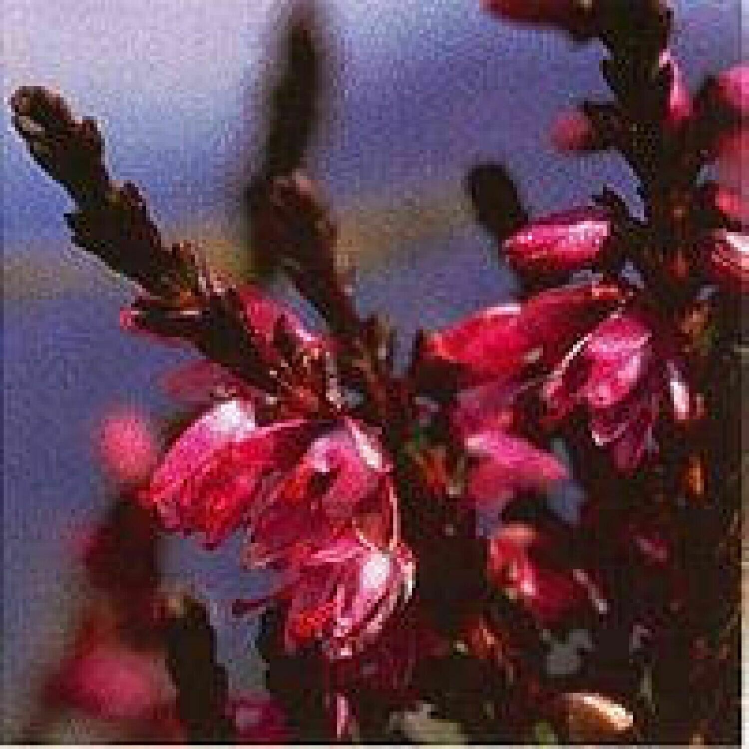 14 Heather