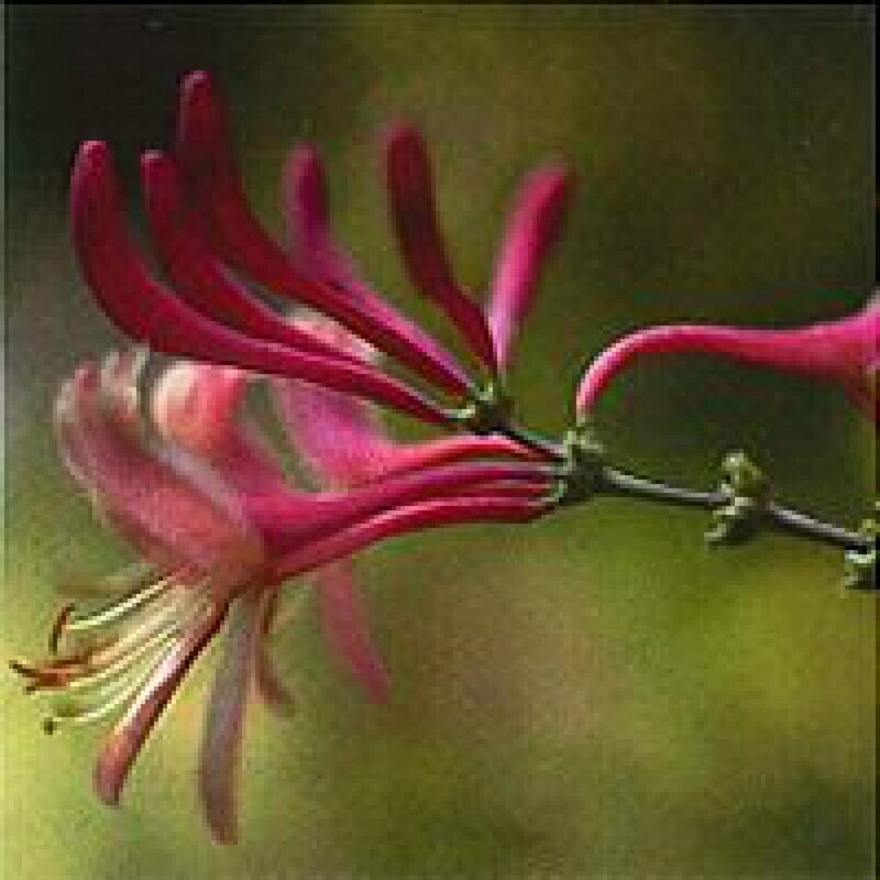 16 Honeysuckle