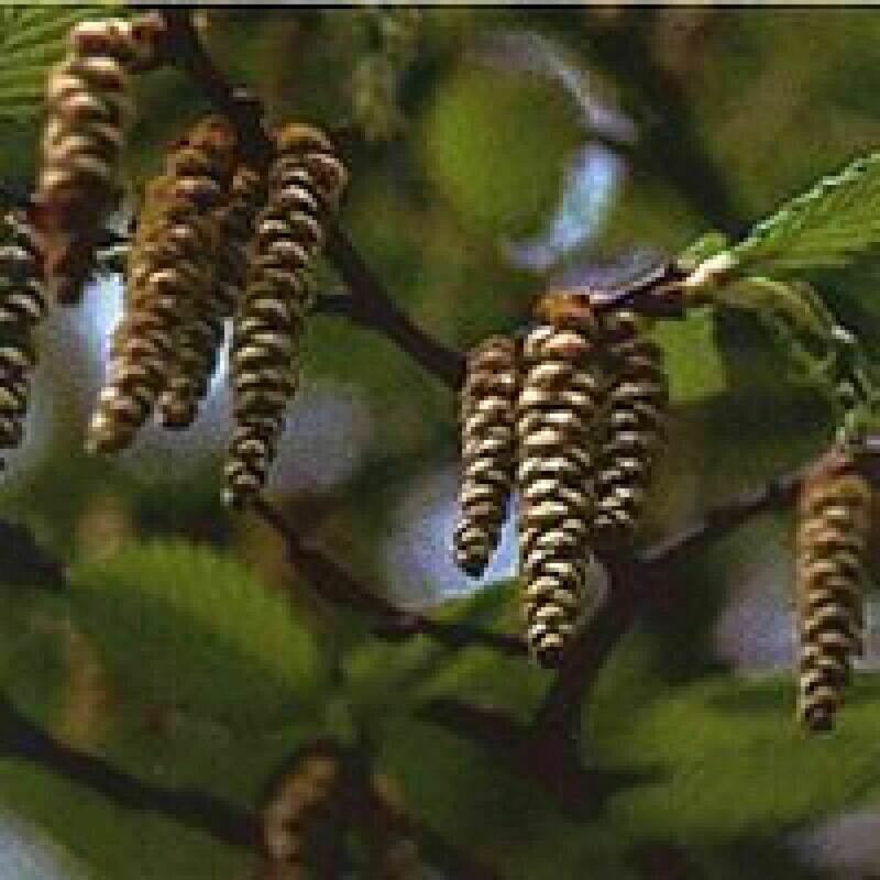 17 Hornbeam
