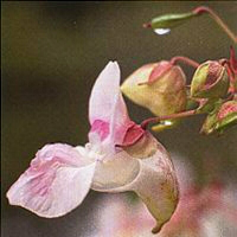 18 Impatiens