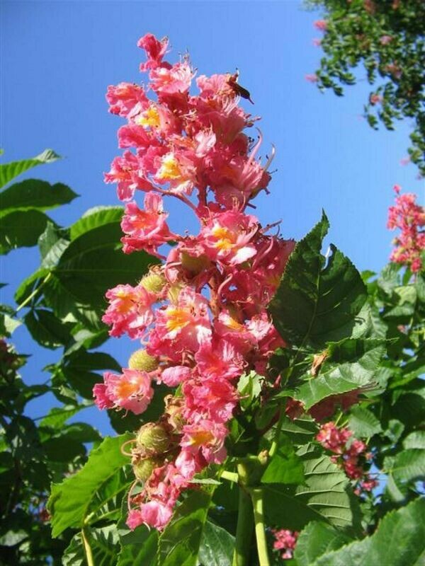 25 Red Chestnut