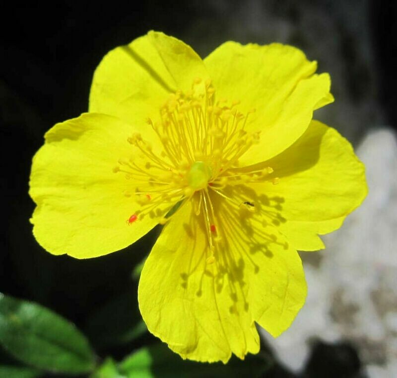 26 Rock Rose