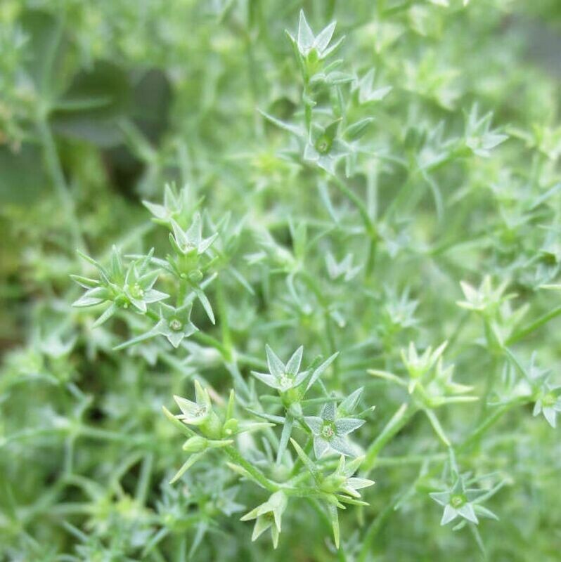 28 Scleranthus