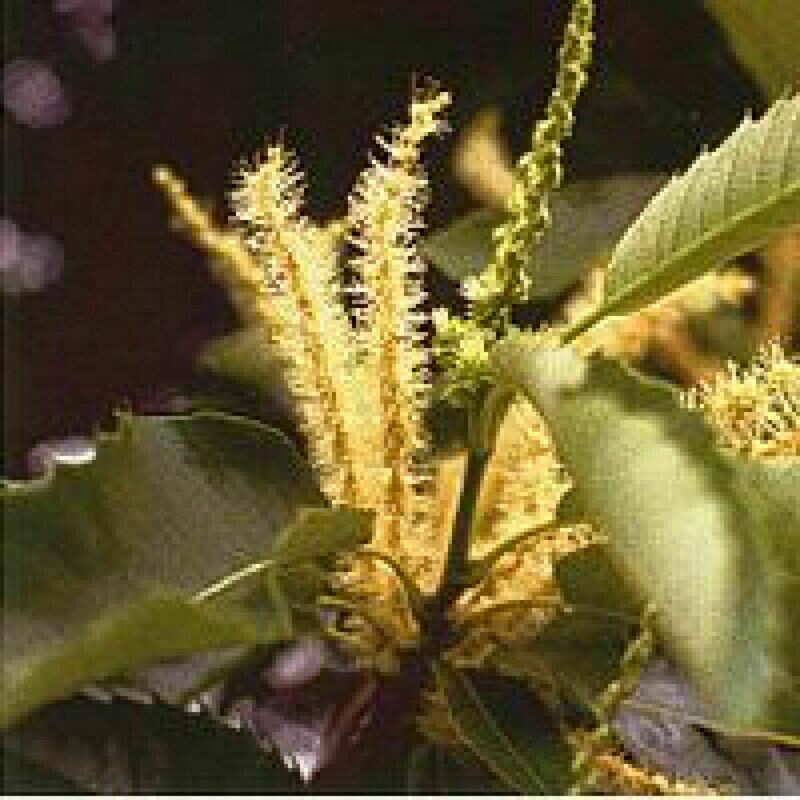 30 Sweet Chestnut