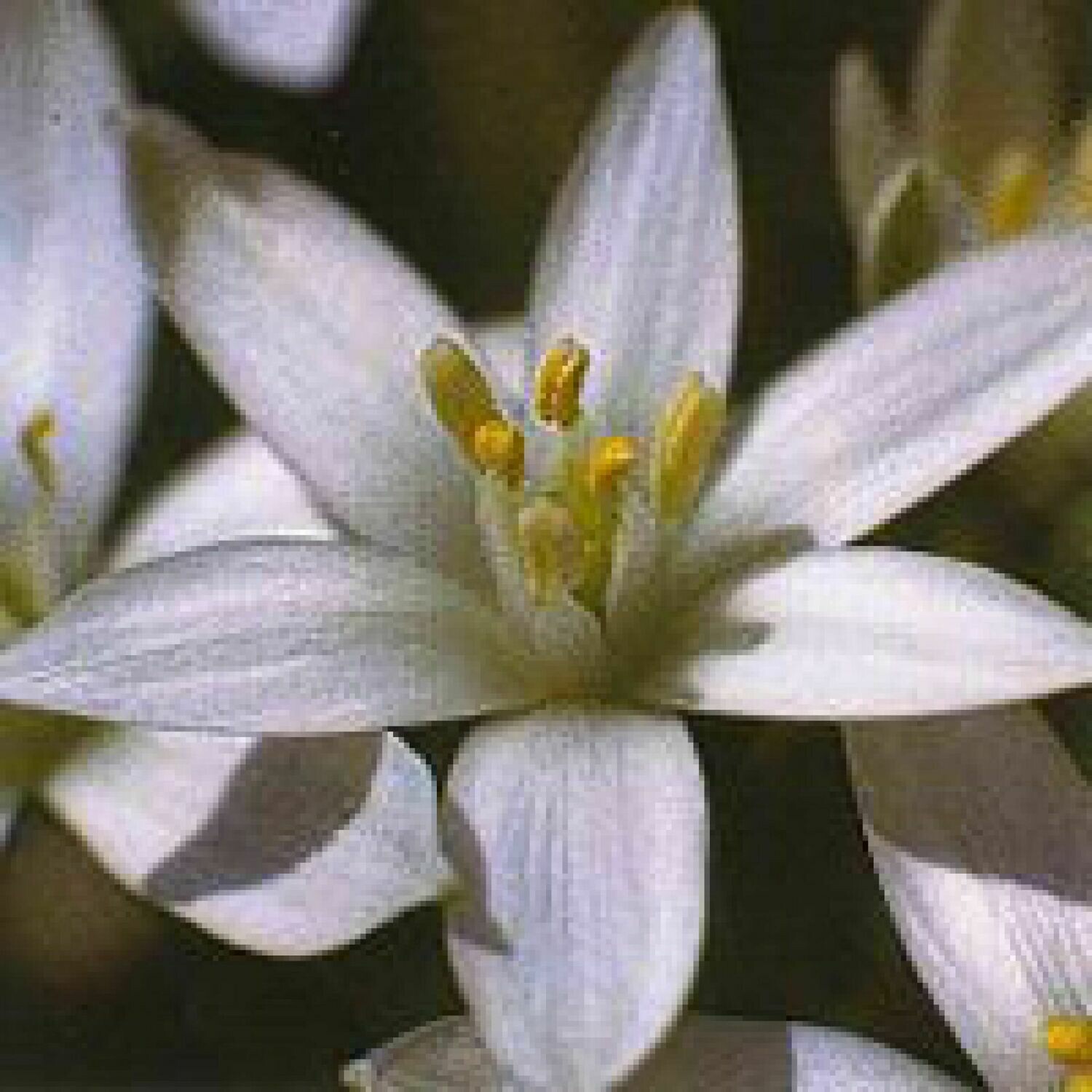 29 Star of Bethlehem