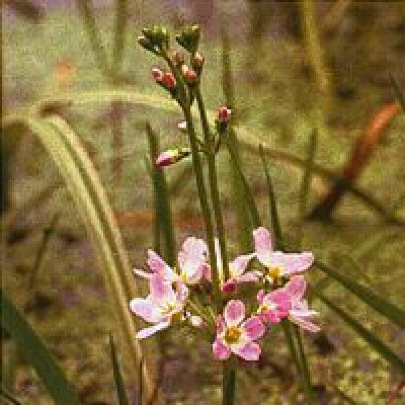 34 Water Violet