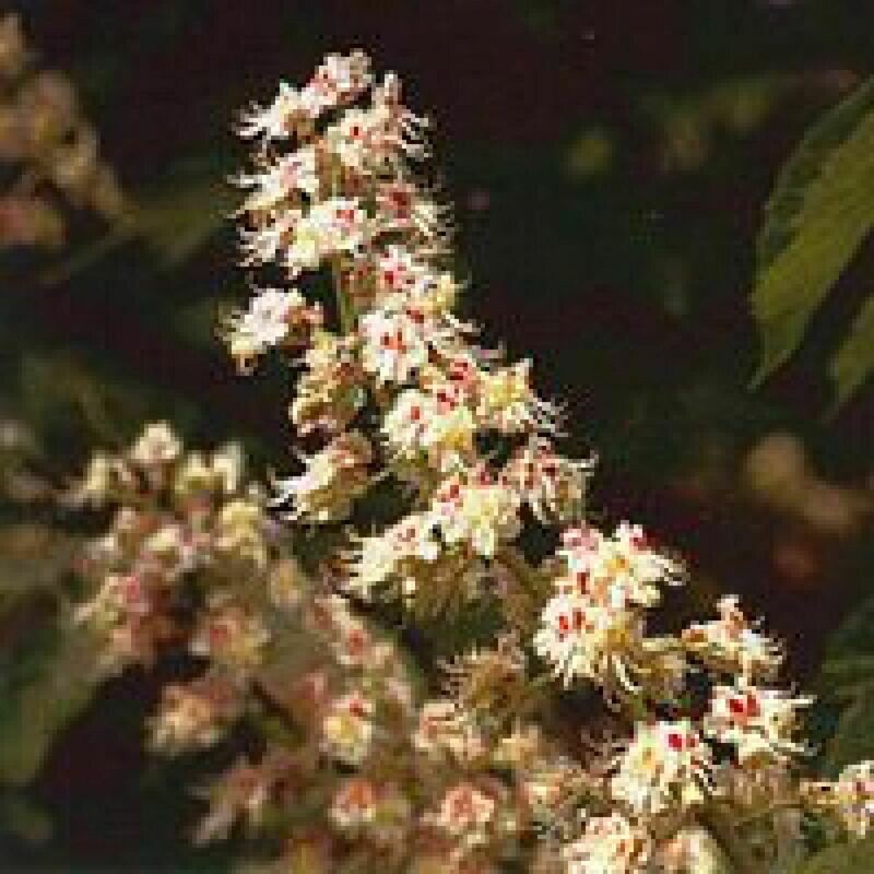 35 White Chestnut