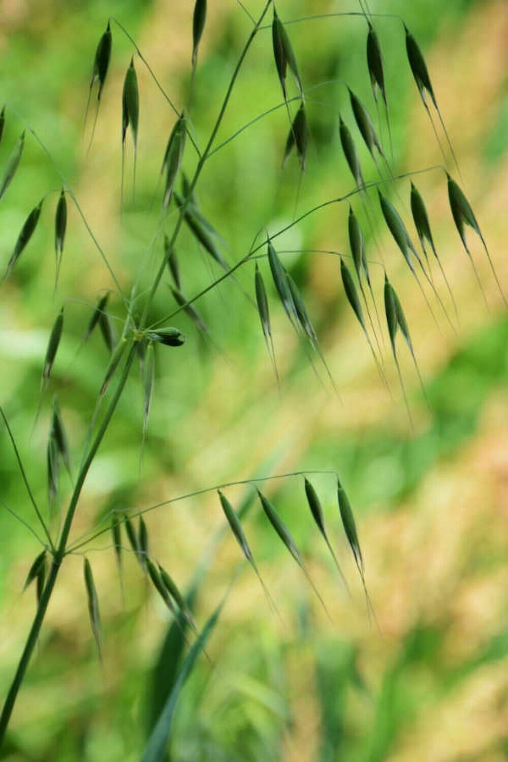 36 Wild Oat