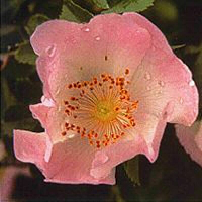 37 Wild Rose