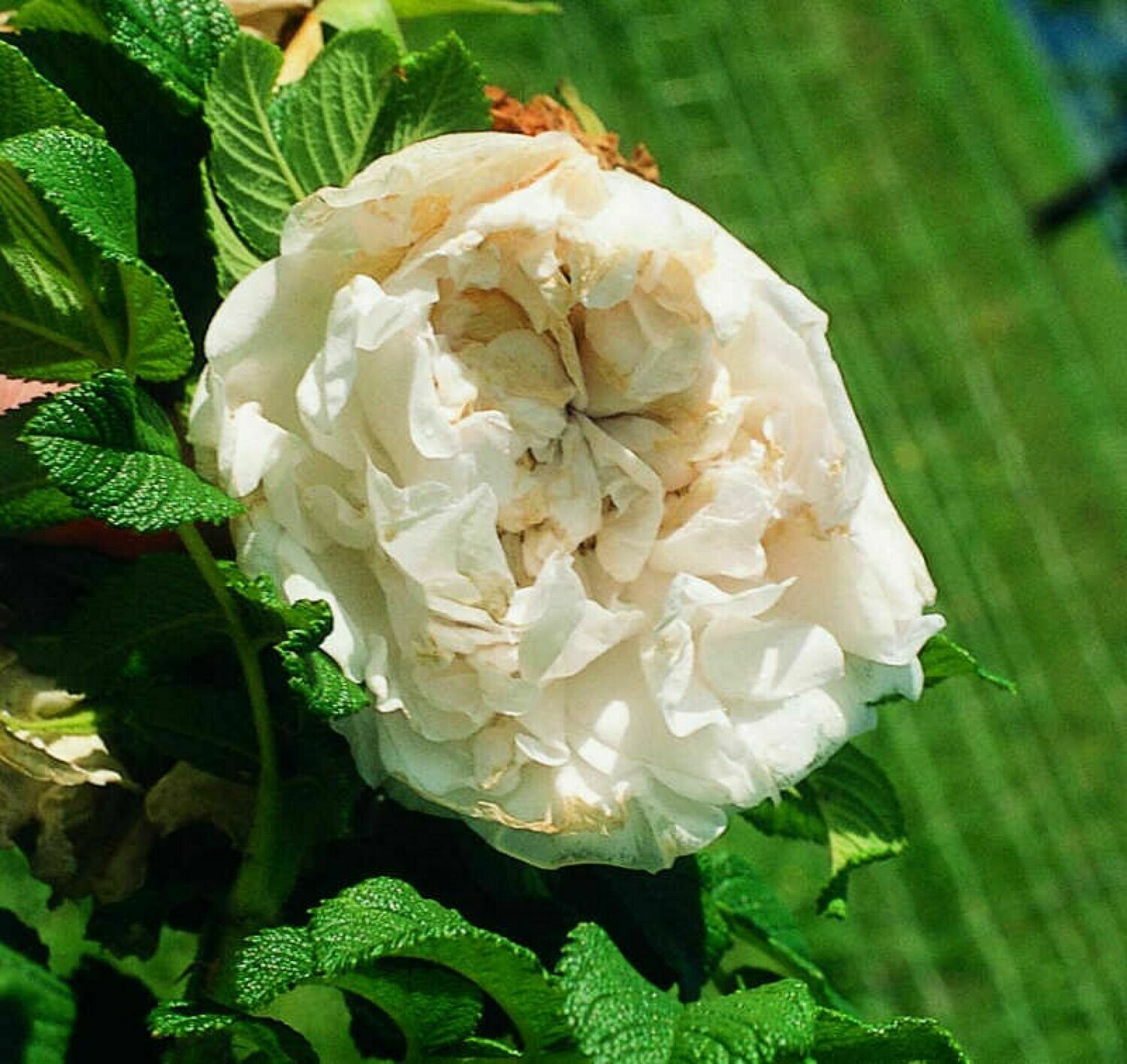 Apfelrose »Souvenir de Philemon Cochet« (Rosa rugosa)