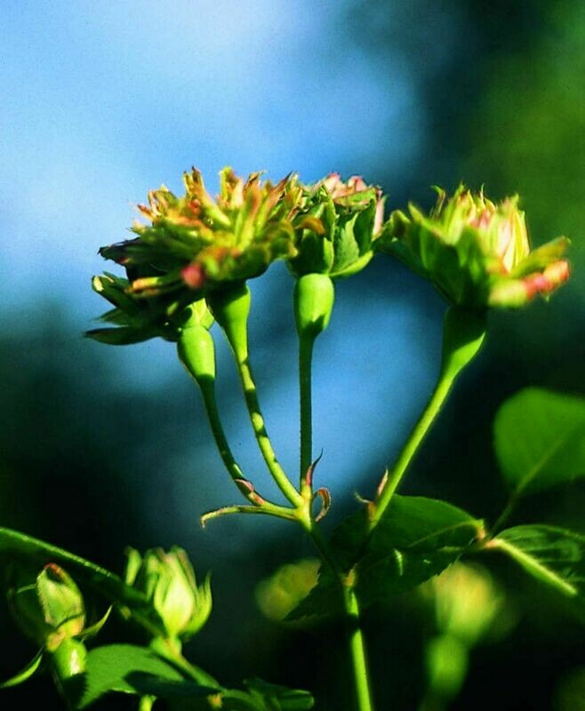 Grüne Rosenessenz (Rosa chinensis viridiflora)