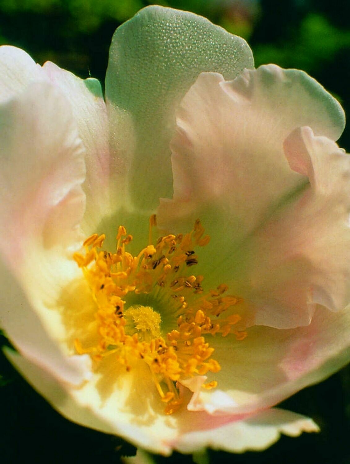Japanische Rosen Essenz (Rosa roxburghii)