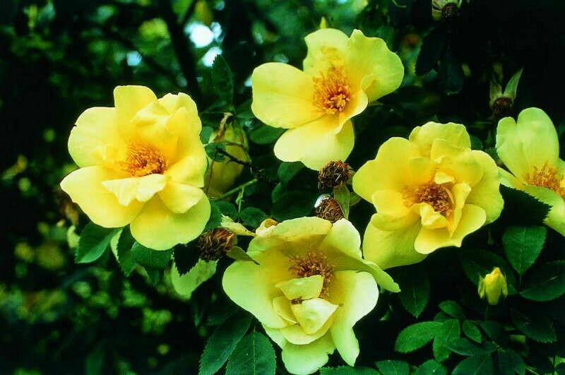 Frühlingsgold-Rosenessenz (Bibernell, Rosa spinosissima)