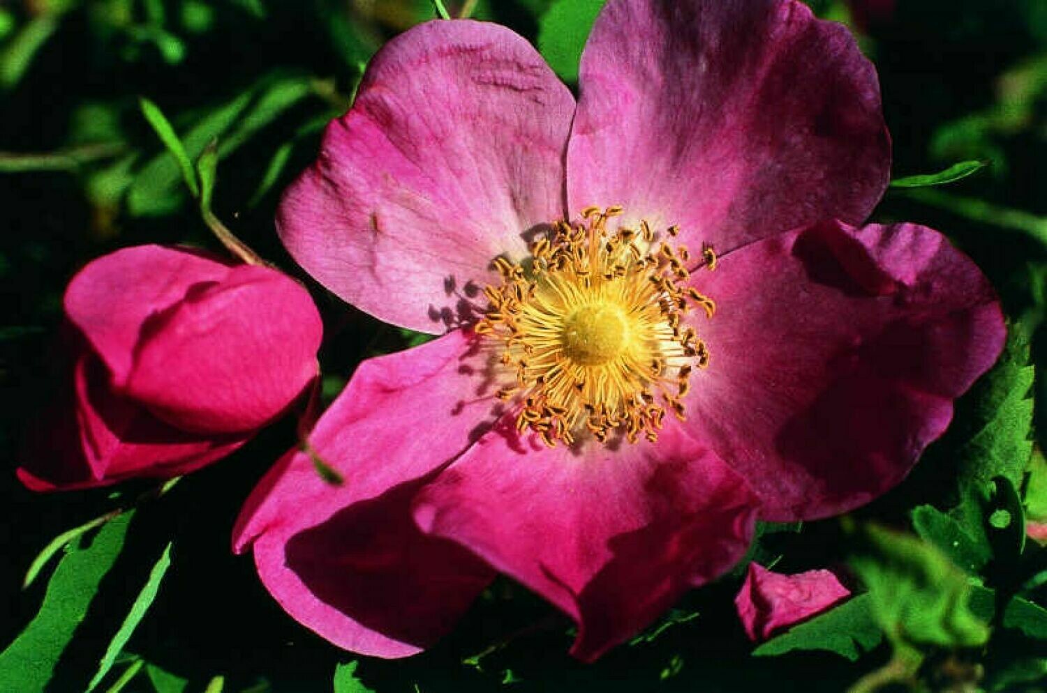 Zimtrosen-Essenz (Mairöschen, Rosa majalis)