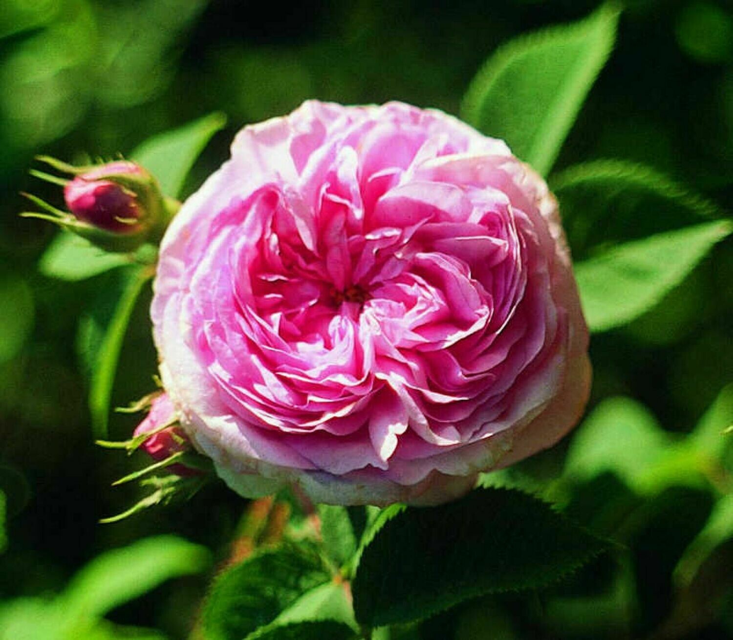 Königin von Dänemark Rosenessenz (Rosa alba)