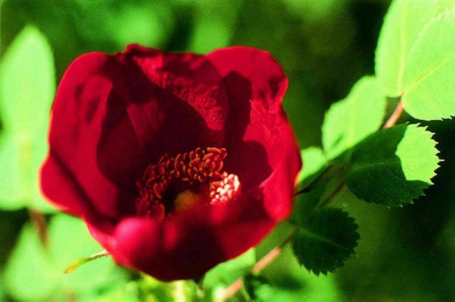 Wildrosen-Hybride Essenz (Heckenrose, Rosa X prunohiciana)