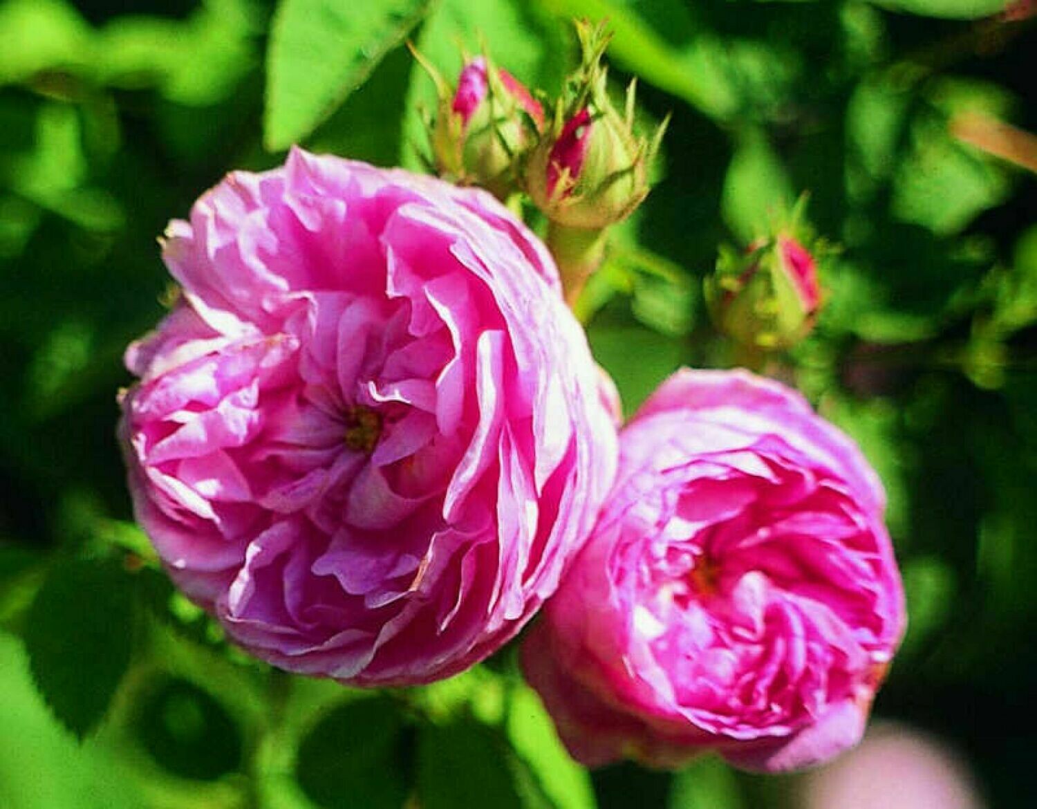 Provence-Rose (Rosa centifolia)