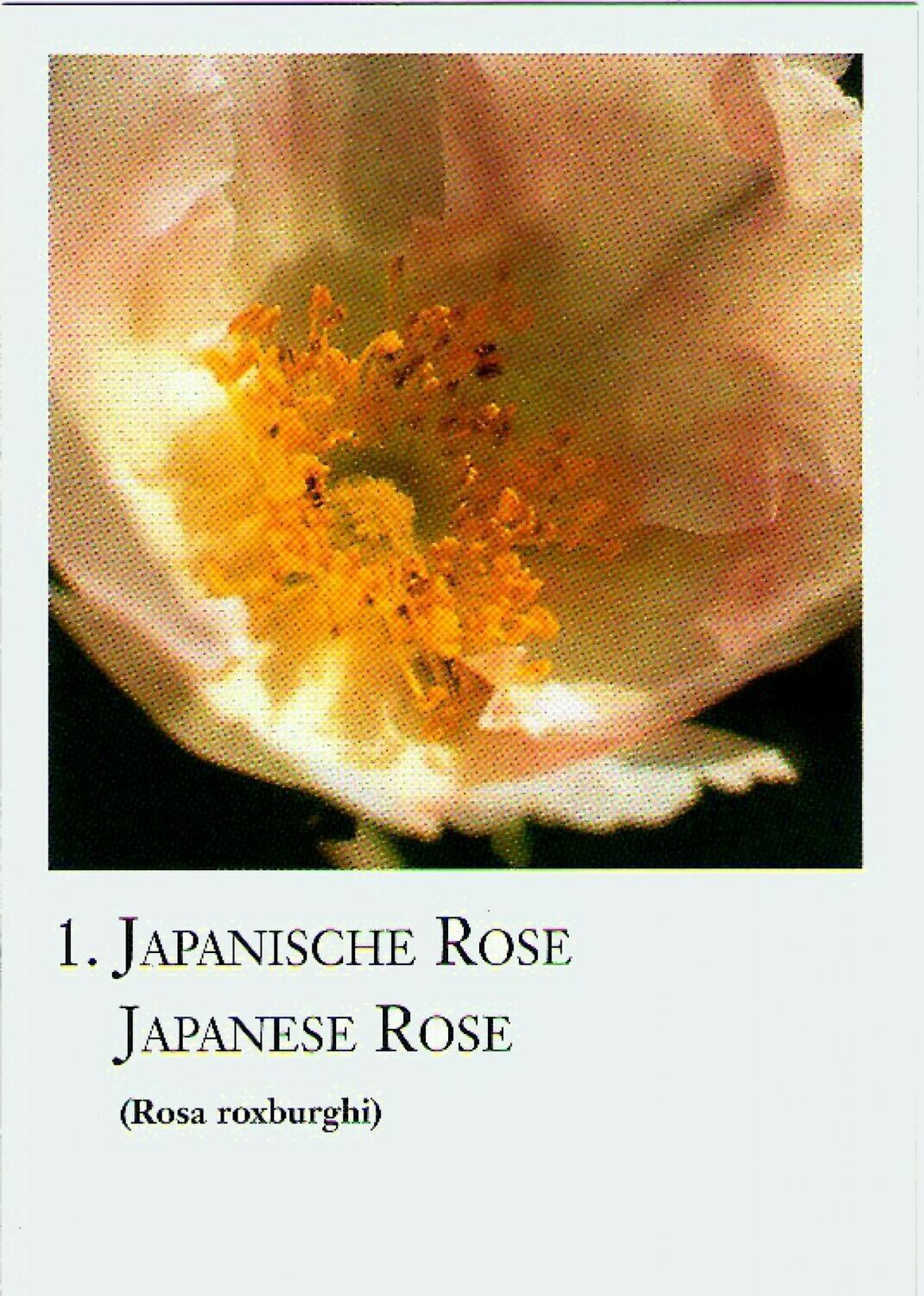 Rosenkarten