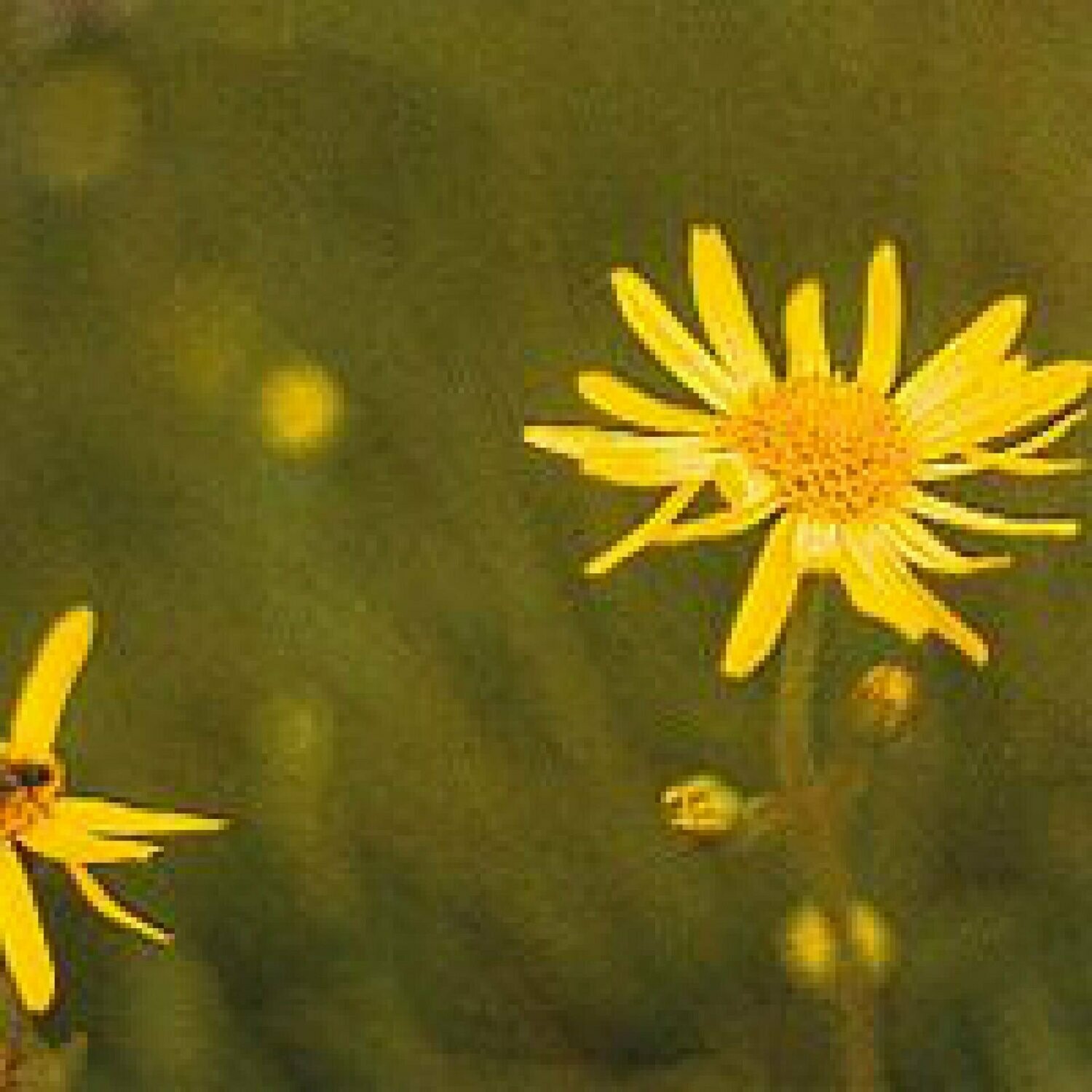 Arnika (Arnica montana)
