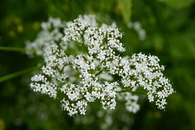 Baldrian Essenz (Valeriana officinalis) Baldrian Essenz (Valeriana officinalis)