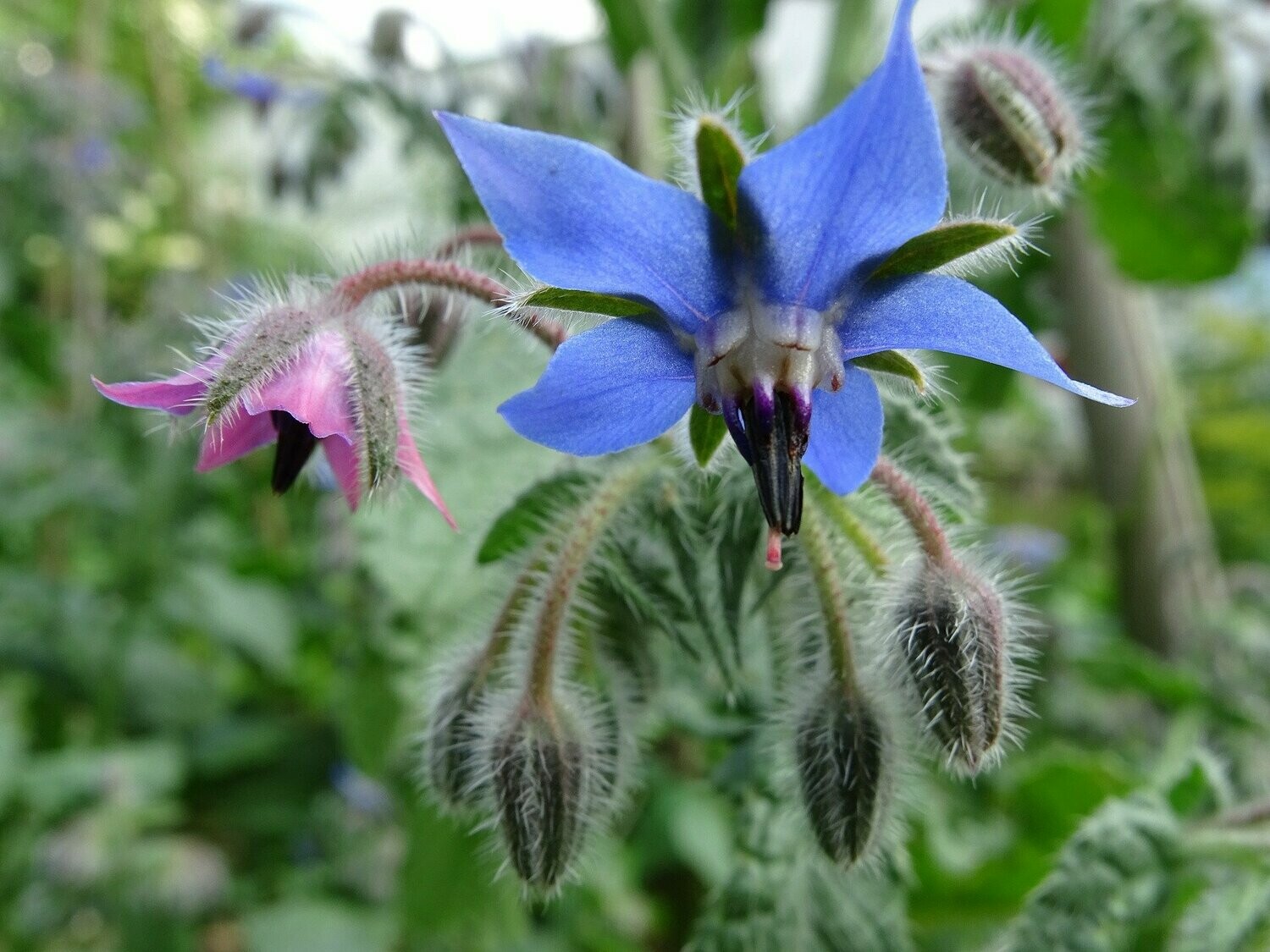 Borretsch (Borago officinalis)
