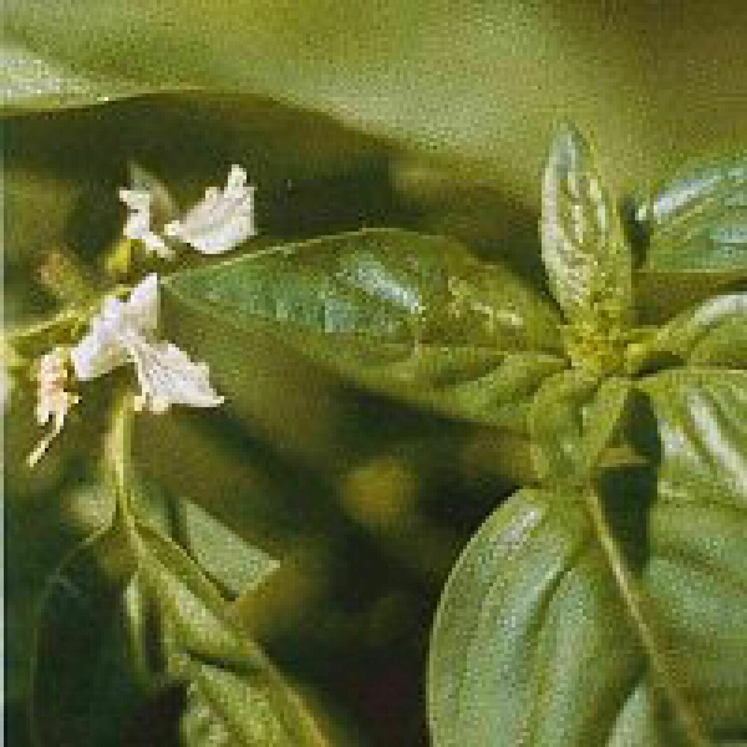 Produktinformationen "Basilikum (Ocynum basilicum)