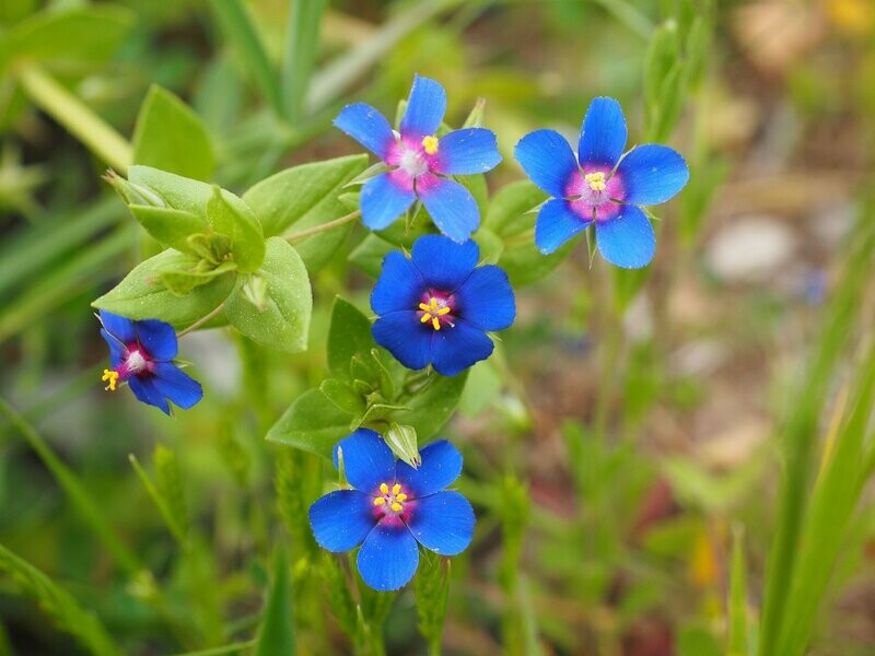 Ackergauchheil (Anagallis arvensis)