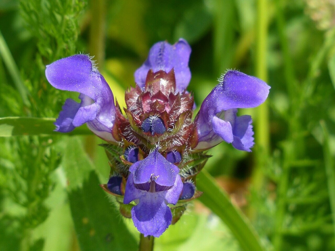 Braunelle (Prunella vulgaris) "Self Heal"