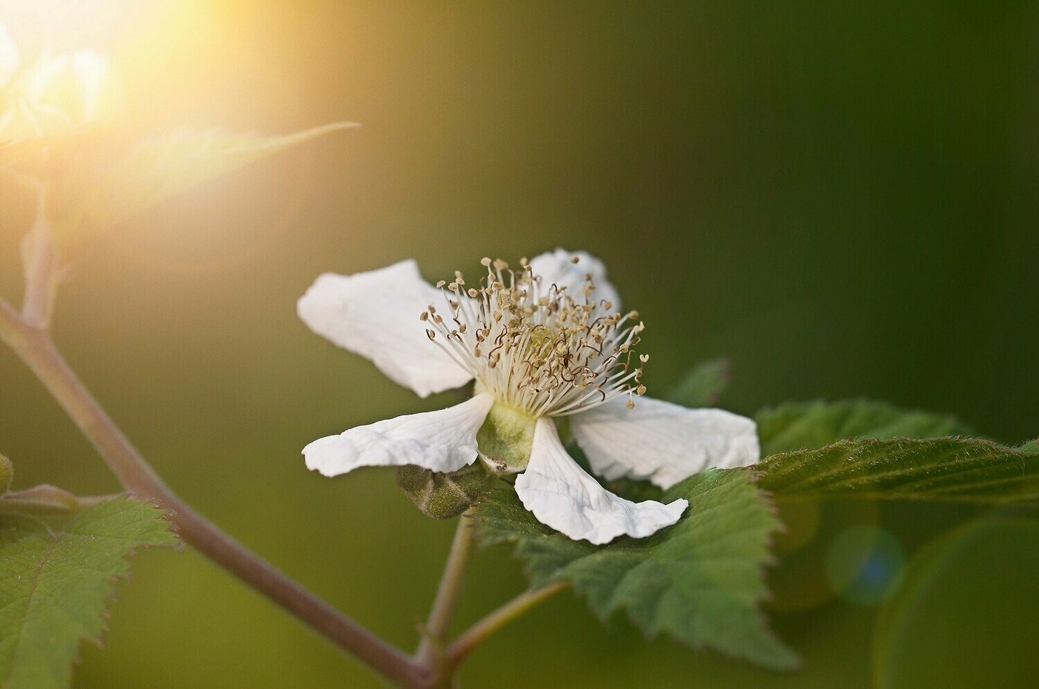 Brombeer-Blütenessenz (Rubus fructicosus)