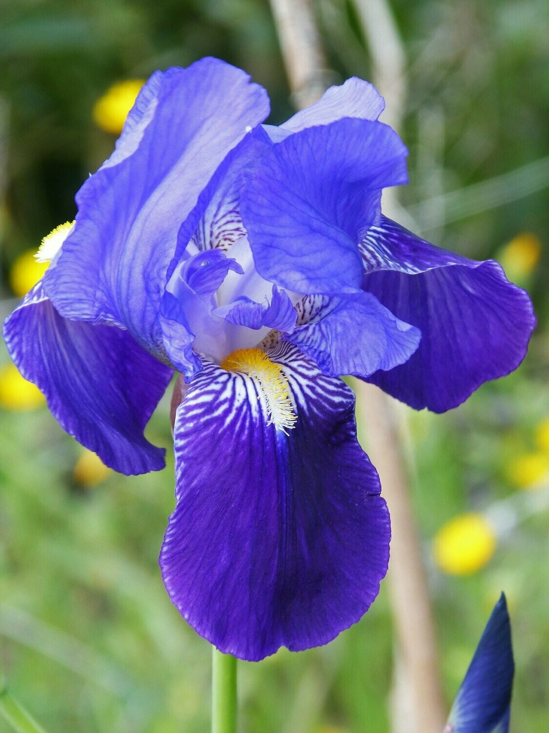 Iris (Iris germanica)