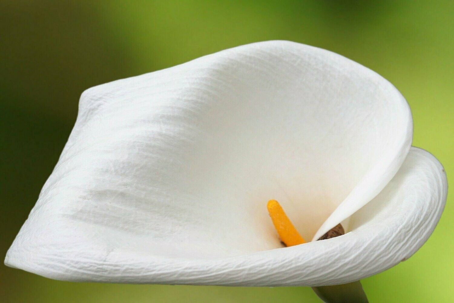 Calla (Zantedeschia aethiopica)
