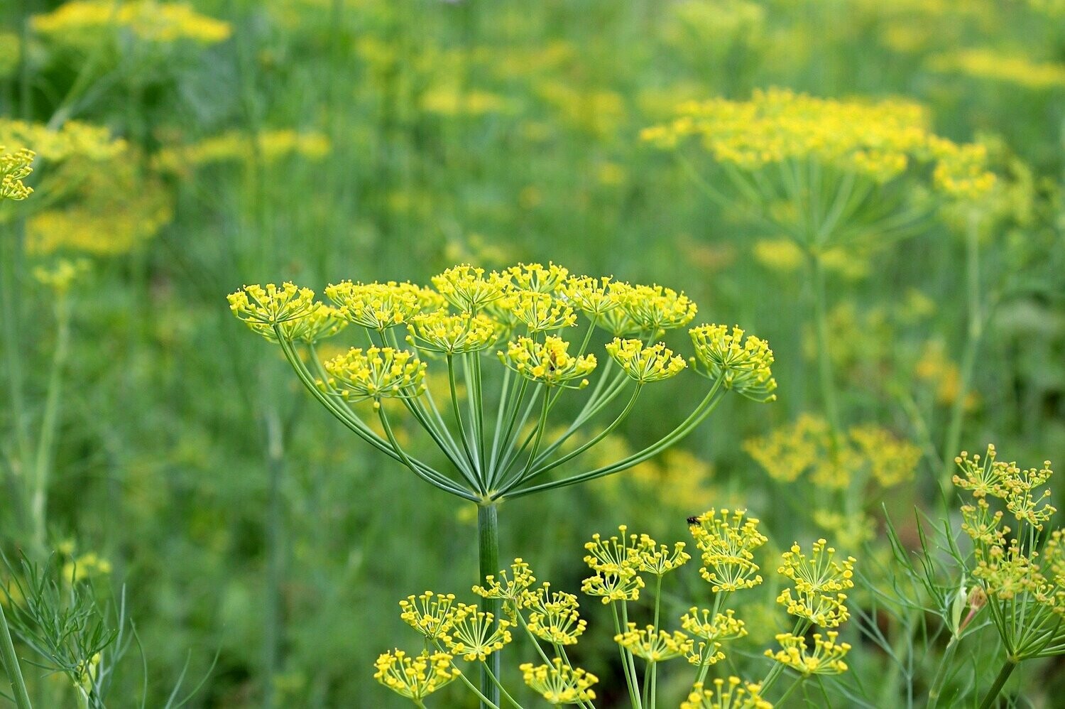 Dill (Anethum graveolens)