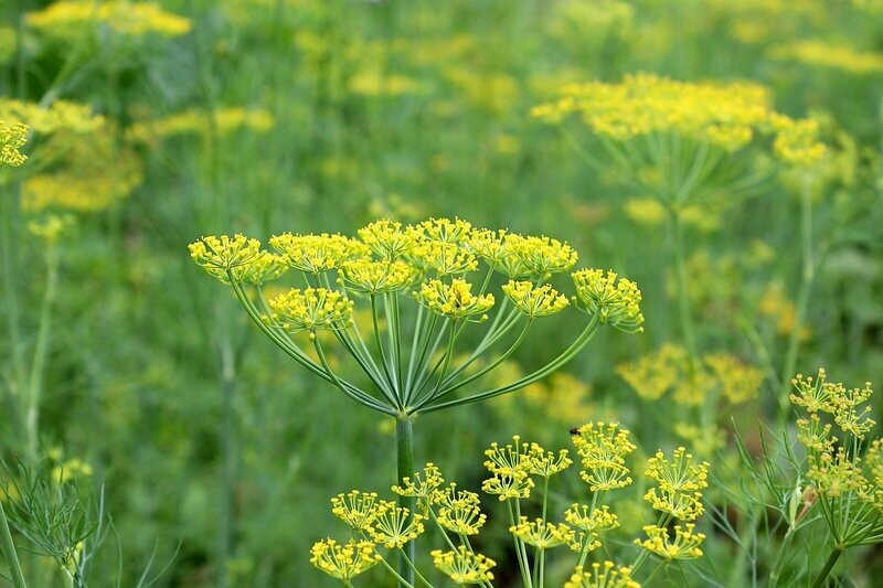 Dill (Anethum graveolens)