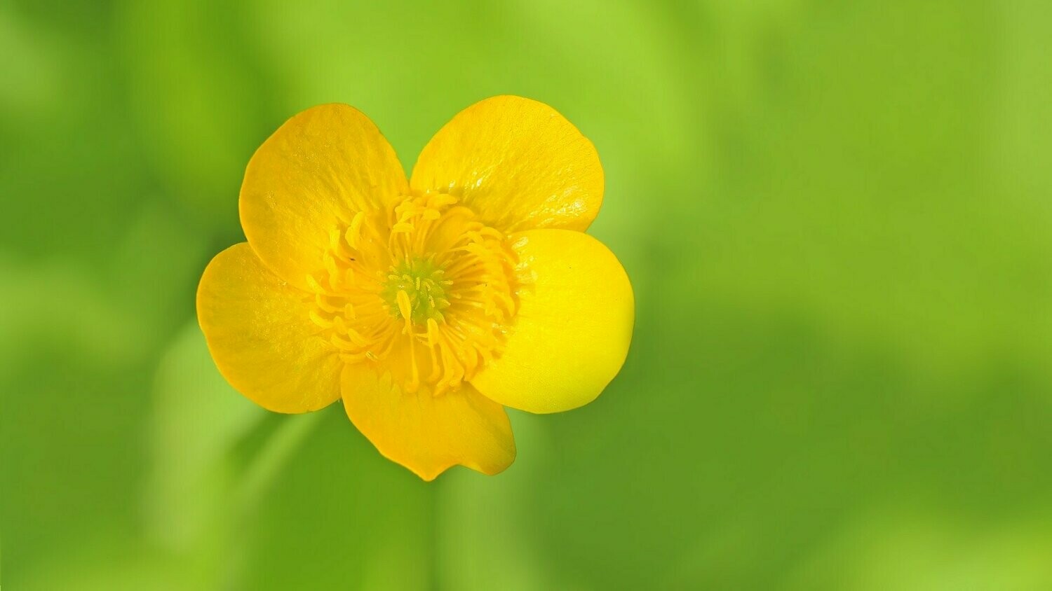 Hahnenfuß (Ranunculus acris)