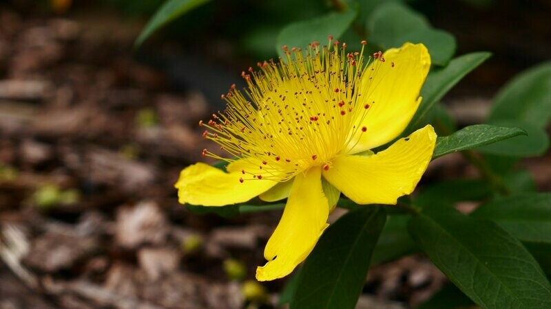 Johanniskraut (Hypericum perforatum)