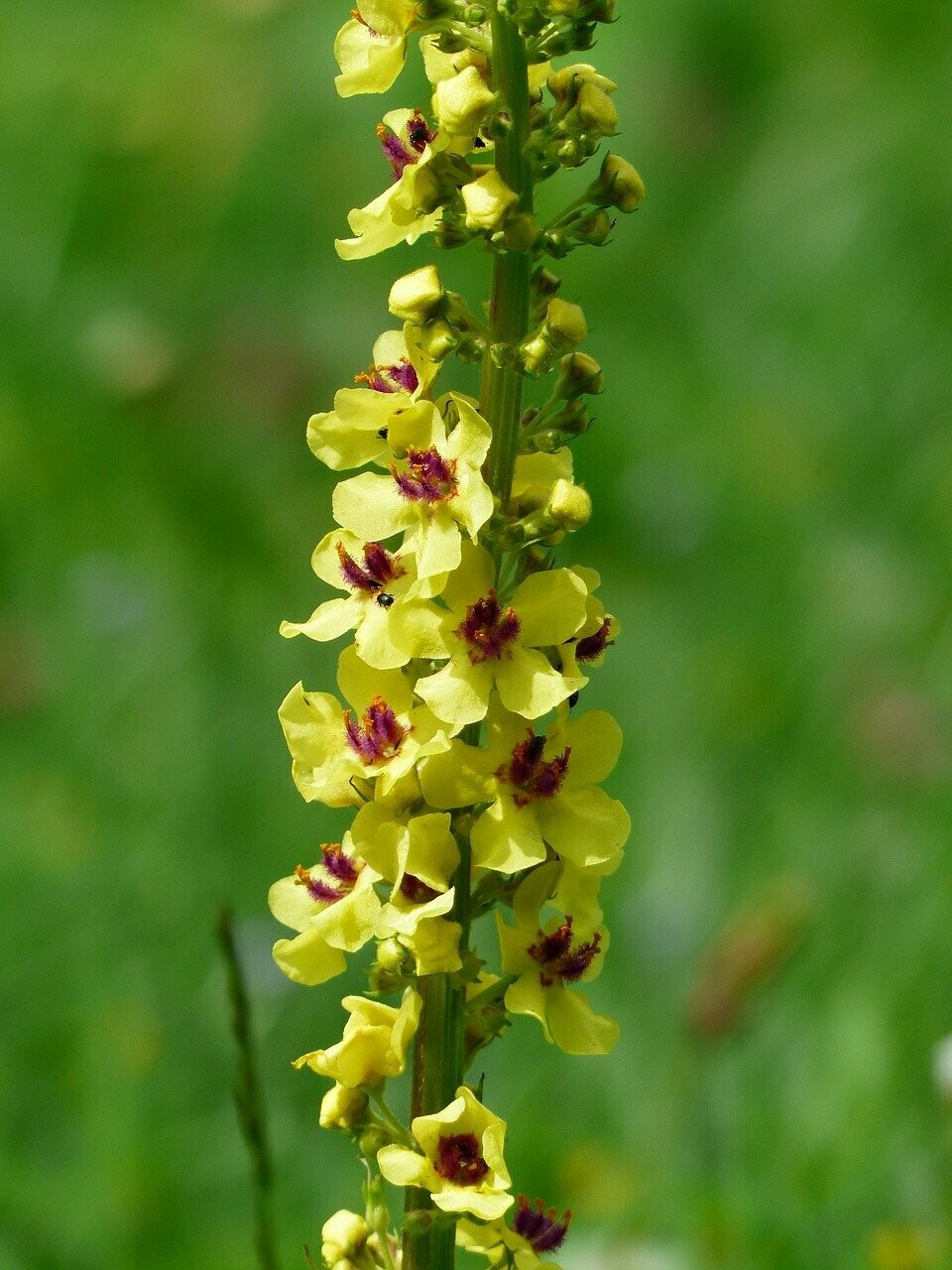 Königskerze (Verbascum thapsus) Mullein