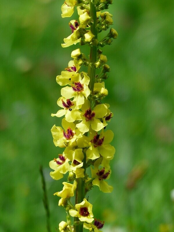 Königskerze (Verbascum thapsus) Mullein Königskerze (Verbascum thapsus) Mullein